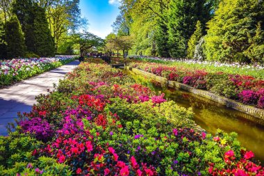 Çiçek açan Avrupa Bahçe, Keukenhof park. Hollanda.