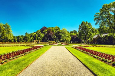 Çiçek açan Avrupa Bahçe ve Park öğeleri yakın çekim, Hollanda.