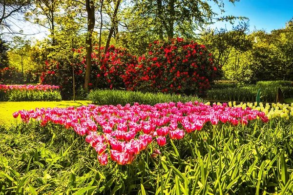 Kvetoucí zahrada Evropy, parku Keukenhof. Nizozemsko. — Stock fotografie