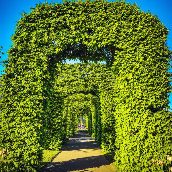 盛开的欧洲花园 & 公园元素特写荷兰. — 图库照片