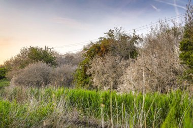 Ağaçlar bir yaz parkta örümcek ağları ile kaplı.
