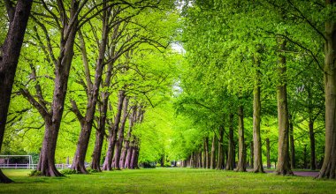 Uzun yeşil park sokak eski ağaçlar.