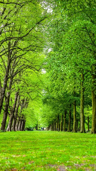 Long green park alley of old trees. — Stock Photo, Image