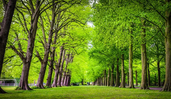 Long green park alley of old trees. — Stock Photo, Image