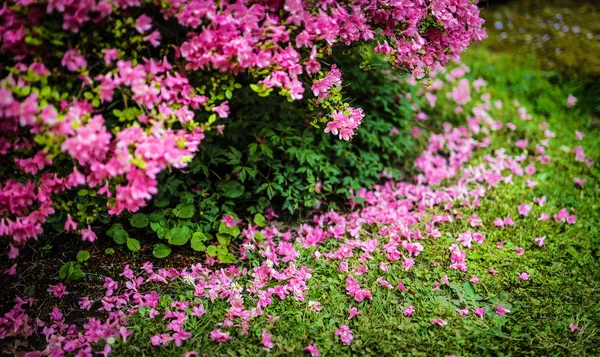 Traditionele Japanse tuin in Den Haag. — Stockfoto