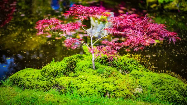 Jardin japonais traditionnel à La Haye . — Photo