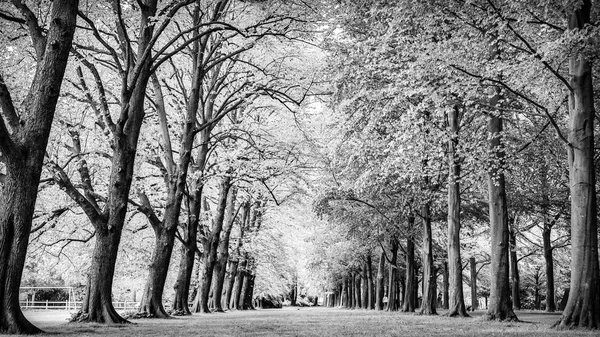 Beco longo parque verde de árvores velhas. Foto preto-branco . — Fotografia de Stock
