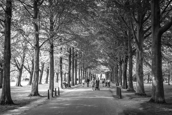 Beco longo parque verde de árvores velhas. Foto preto-branco . — Fotografia de Stock