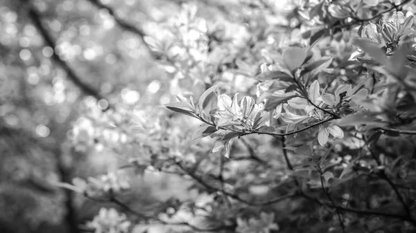 Lindas folhas de parques arbustos como fundo floral. Foto preto-branco . — Fotografia de Stock