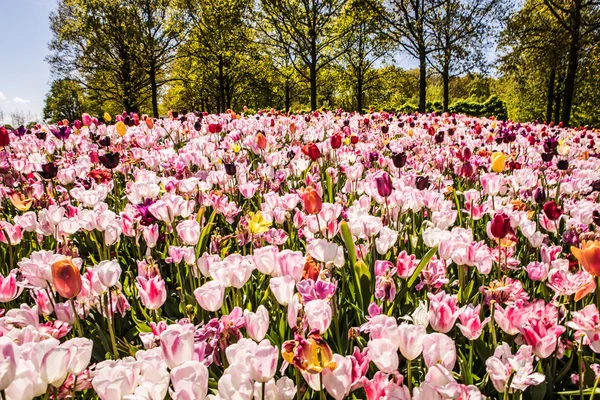 Kvetoucí zahrada Evropy, parku Keukenhof. Nizozemsko. — Stock fotografie