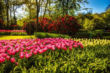 Çiçek açan Avrupa Bahçe, Keukenhof park. Hollanda.