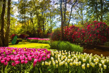 Çiçek açan Avrupa Bahçe, Keukenhof park. Hollanda.