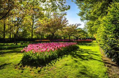 Çiçek açan Avrupa Bahçe, Keukenhof park. Hollanda.