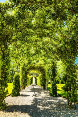 Çiçek açan Avrupa Bahçe ve Park öğeleri yakın çekim, Hollanda.
