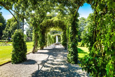 Çiçek açan Avrupa Bahçe ve Park öğeleri yakın çekim, Hollanda.
