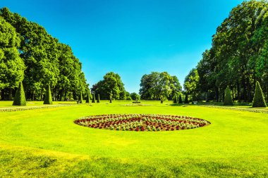 Çiçek açan Avrupa Bahçe ve Park öğeleri yakın çekim, Hollanda.