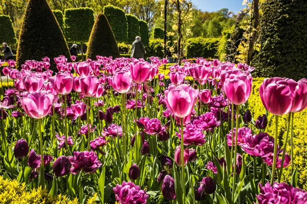 Jardim florescente da Europa, parque Keukenhof. Países Baixos . — Fotografia de Stock