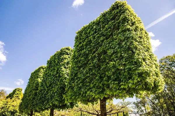 Blooming European Garden & Park elements close-up, Países Bajos . — Foto de Stock