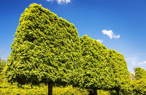 Blooming European Garden & Park elements close-up, Países Bajos . — Foto de Stock