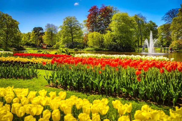 Jardim florescente da Europa, parque Keukenhof. Países Baixos . — Fotografia de Stock