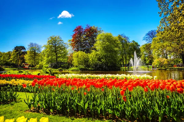 Jardín floreciente de Europa, parque Keukenhof. Países Bajos . — Foto de Stock