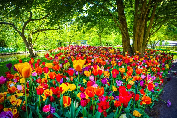 Kvetoucí zahrada Evropy, parku Keukenhof. Nizozemsko. — Stock fotografie