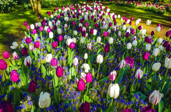 Kvetoucí zahrada Evropy, parku Keukenhof. Nizozemsko. — Stock fotografie