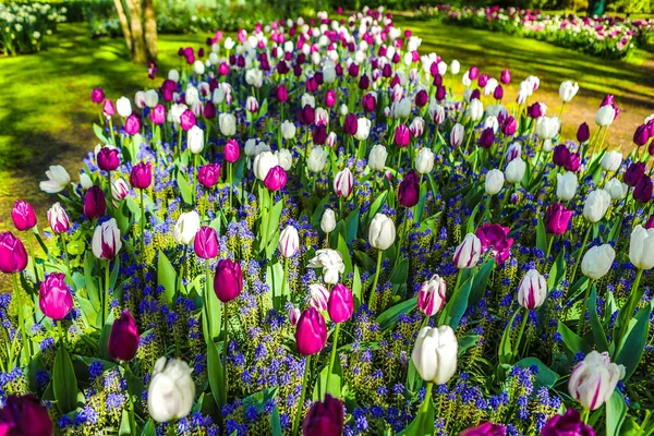 Blooming Garden of Europe, Keukenhof park. Netherlands. — Stock Photo, Image