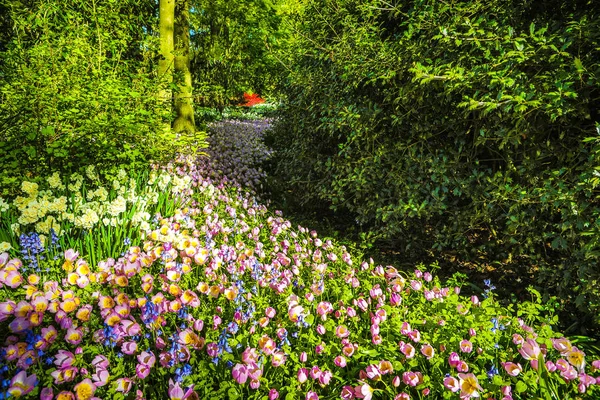 Çiçek açan Avrupa Bahçe, Keukenhof park. Hollanda. — Stok fotoğraf