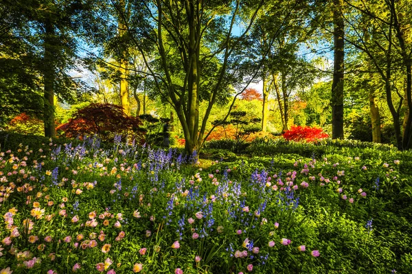 Bloeiende tuin van Europa, Keukenhof park. Nederland. — Stockfoto