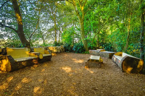 Çiçek açan Avrupa Bahçe ve Park öğeleri yakın çekim, Hollanda. — Stok fotoğraf