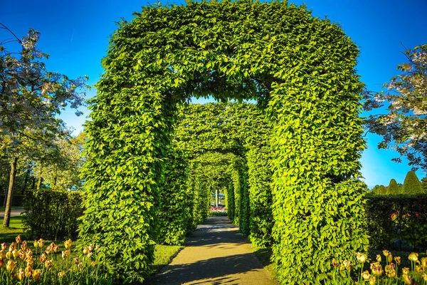盛开的欧洲花园 & 公园元素特写荷兰. — 图库照片