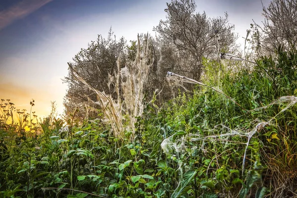 Trees in a summer park covered with cobwebs. — Stock Photo, Image