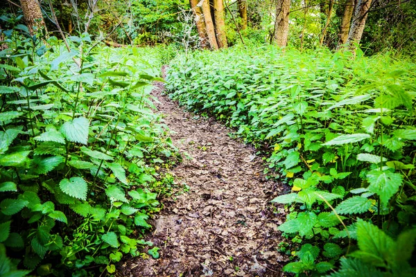 Path in the woods through the nettle thickets. — Stock Photo, Image