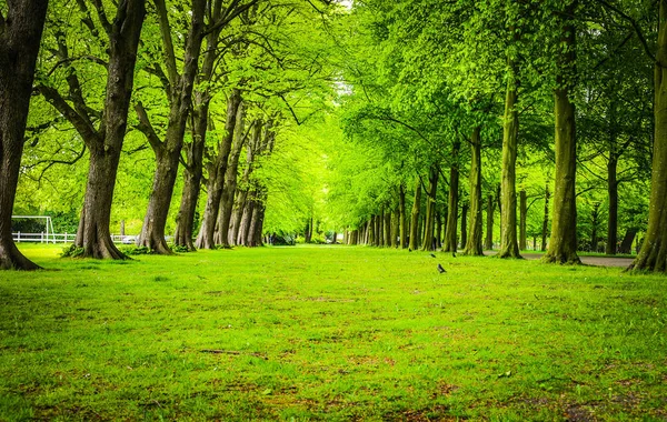 Long green park alley of old trees. — Stock Photo, Image