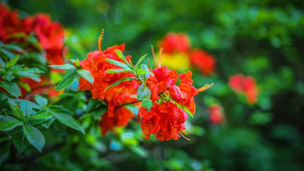 Flowers bush as summer nature background. — Stock Photo, Image