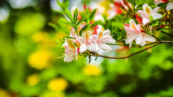 Buisson de fleurs comme fond de nature d'été . — Photo