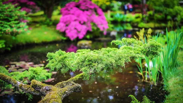 Jardin japonais traditionnel . — Photo