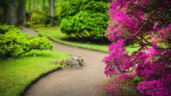 Tradiční japonská zahrada. — Stock fotografie