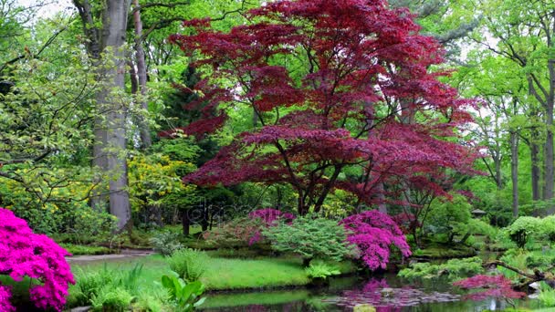 Jardín Tradicional Japonés Haya Imágenes Lapso Tiempo — Vídeos de Stock