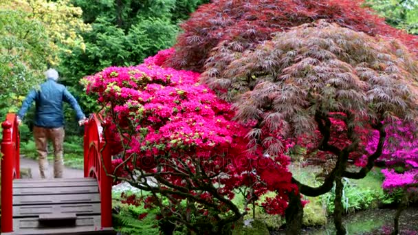 Traditionell Japansk Trädgård Haag Time Lapse Film — Stockvideo