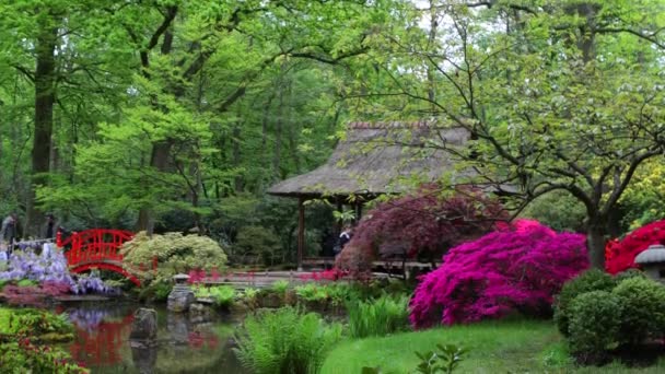 在海牙的传统日本花园 延时镜头 — 图库视频影像