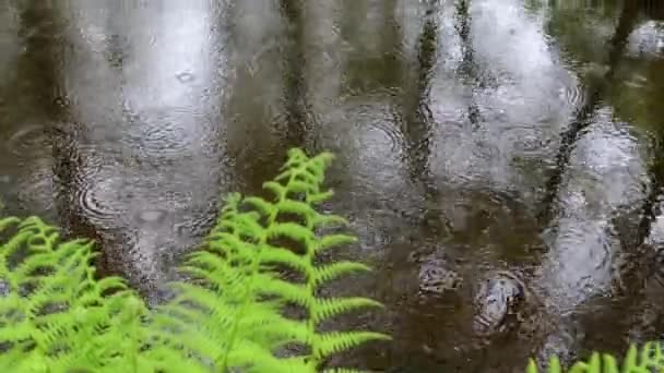 Традиційний Японський Сад Гаазі Час Lapse Кадри — стокове відео