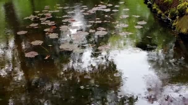 在海牙的传统日本花园 延时镜头 — 图库视频影像