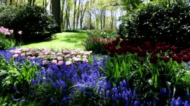 Çiçeklenme yaz Avrupa Bahçe park, Hollanda. HD ayak.