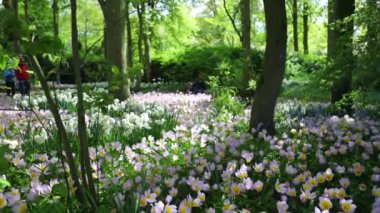 Çiçeklenme yaz Avrupa Bahçe park, Hollanda. HD ayak.