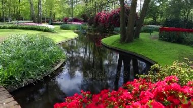 Çiçeklenme yaz Avrupa Bahçe park, Hollanda. HD ayak.