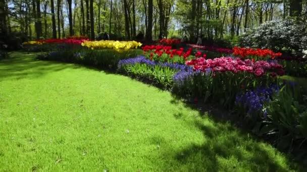 Blühender Sommerlicher Europäischer Gartenpark Die Niederlande Material — Stockvideo