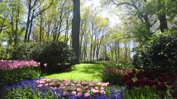 Floreciente Parque Jardín Europeo Verano Los Países Bajos Imágenes — Vídeo de stock