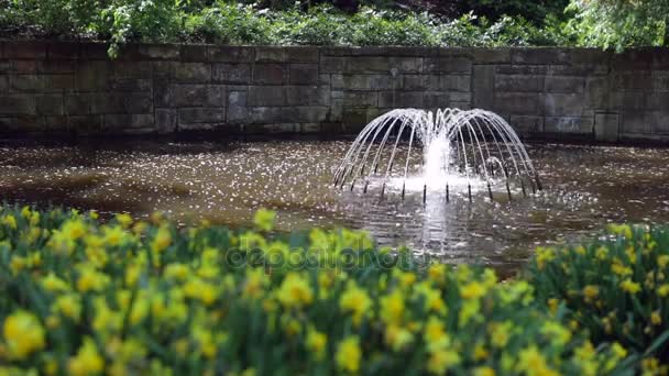 Filmagem Blooming European Garden Fonte Parque Países Baixos — Vídeo de Stock